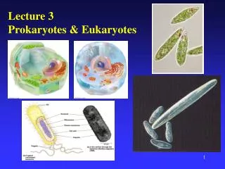 Lecture 3 Prokaryotes &amp; Eukaryotes