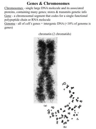 Genes &amp; Chromosomes