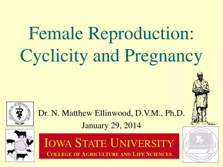 female reproduction cyclicity and pregnancy