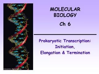 Prokaryotic Transcription: Initiation, Elongation &amp; Termination