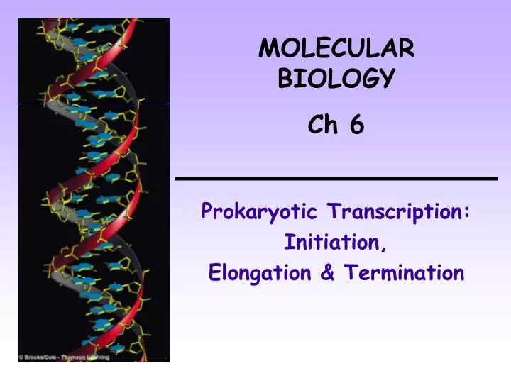 prokaryotic transcription initiation elongation termination