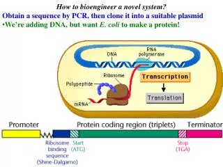 How to bioengineer a novel system? Obtain a sequence by PCR, then clone it into a suitable plasmid