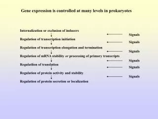 Gene expression is controlled at many levels in prokaryotes