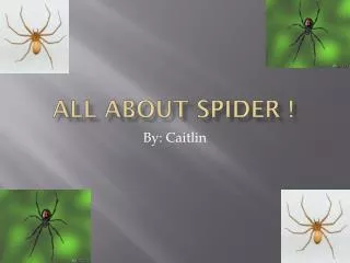 All about spider !
