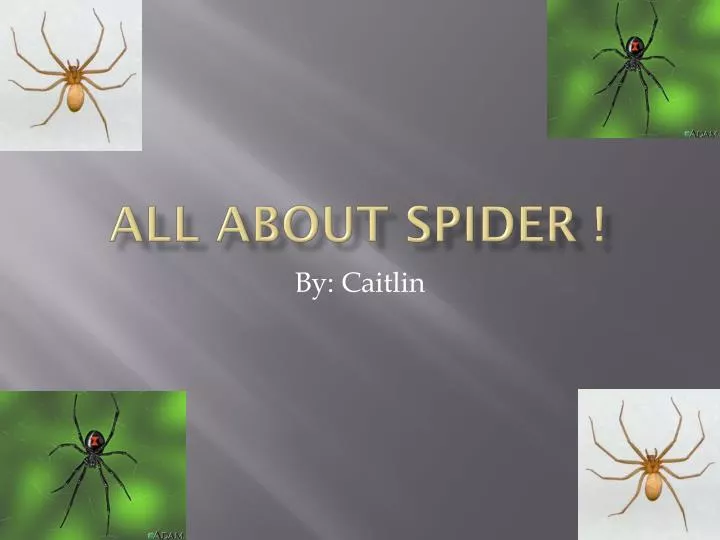 all about spider