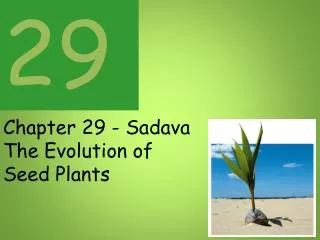 Chapter 29 - Sadava The Evolution of Seed Plants