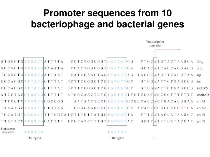 promoter sequences from 10 bacteriophage and bacterial genes