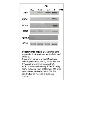 Supplemental Figure S1. Defense gene expression in Arabidopsis leaves infiltrated with CB.