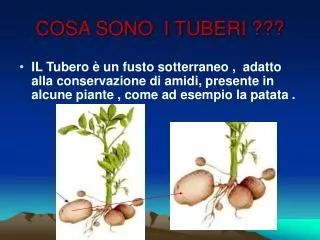 cosa sono i tuberi