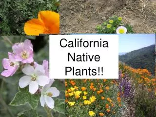 California Native Plants!!