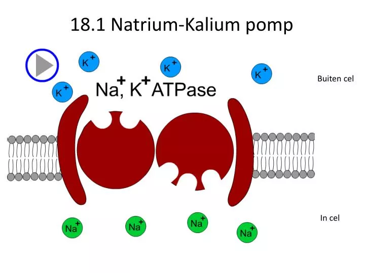 18 1 natrium kalium pomp
