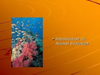 Introduction to Animal Evolution
