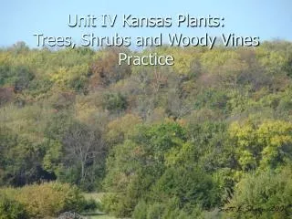 Unit IV Kansas Plants: Trees, Shrubs and Woody Vines Practice