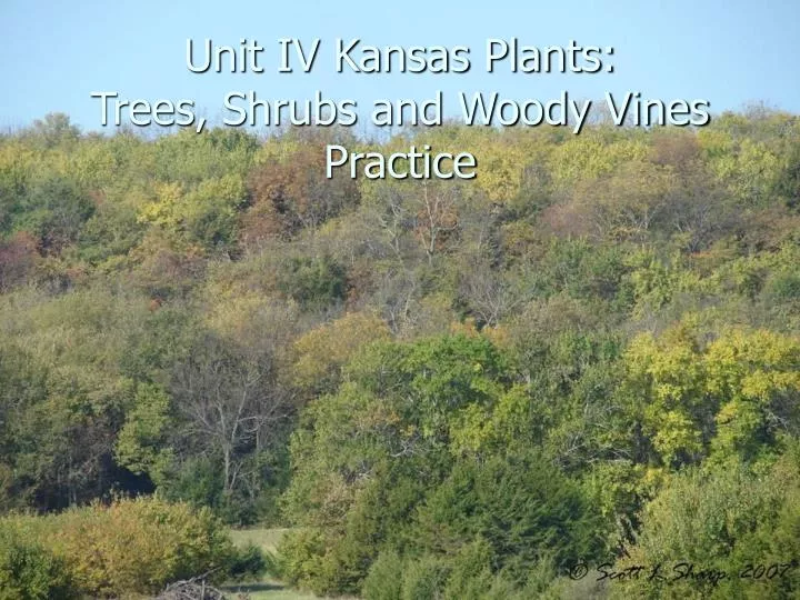 unit iv kansas plants trees shrubs and woody vines practice