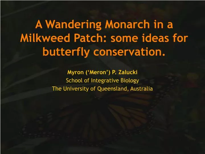 a wandering monarch in a milkweed patch some ideas for butterfly conservation