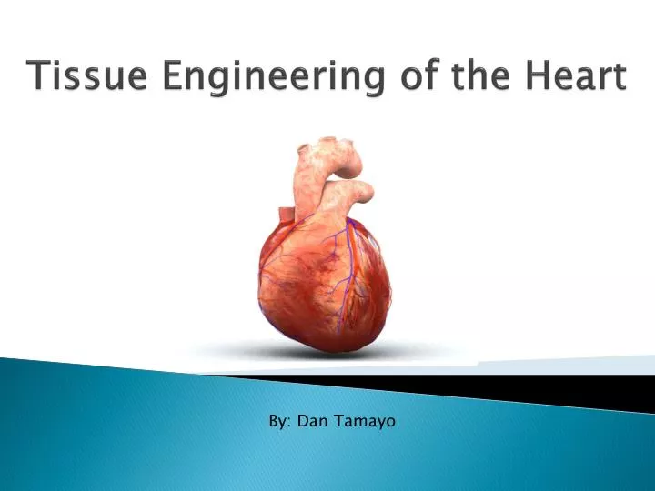 tissue engineering of the heart