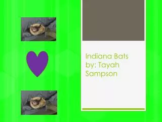 Indiana Bats by: Tayah S ampson