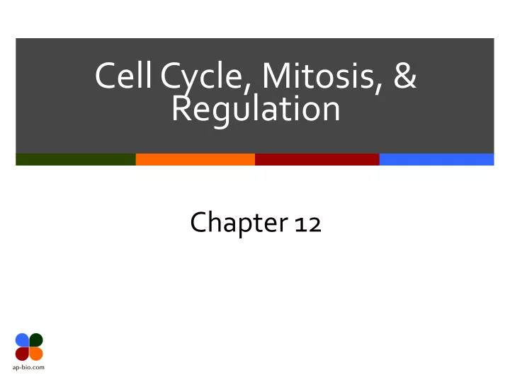 cell cycle mitosis regulation