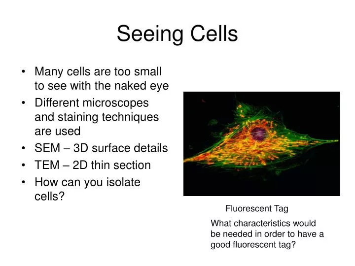 seeing cells