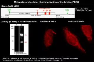Molecular and cellular characterization of the bovine PARG