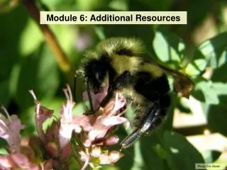 Module 6: Additional Resources