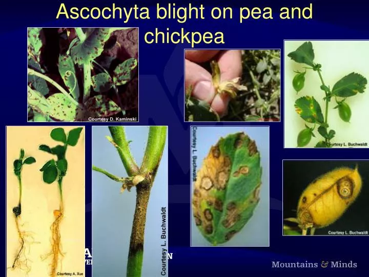 ascochyta blight on pea and chickpea