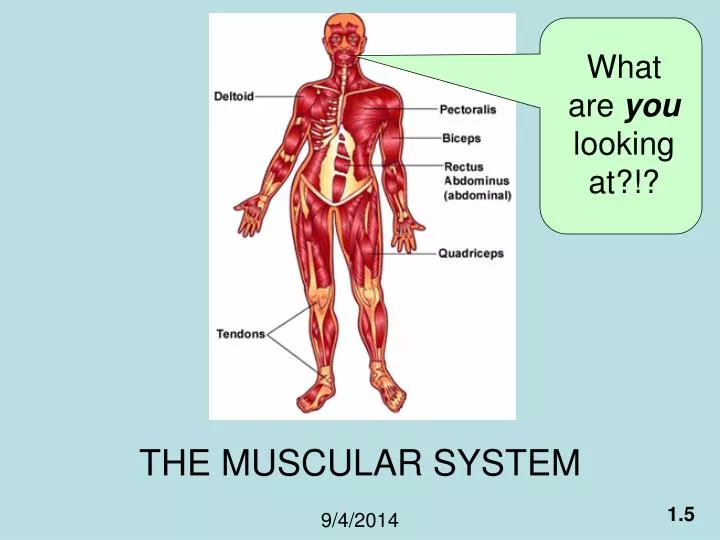 the muscular system