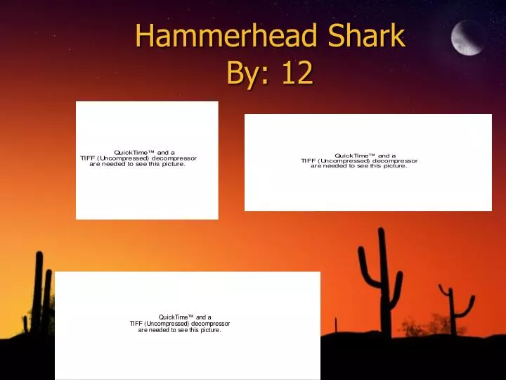 hammerhead shark by 12