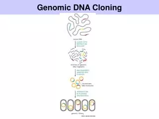 Genomic DNA Cloning