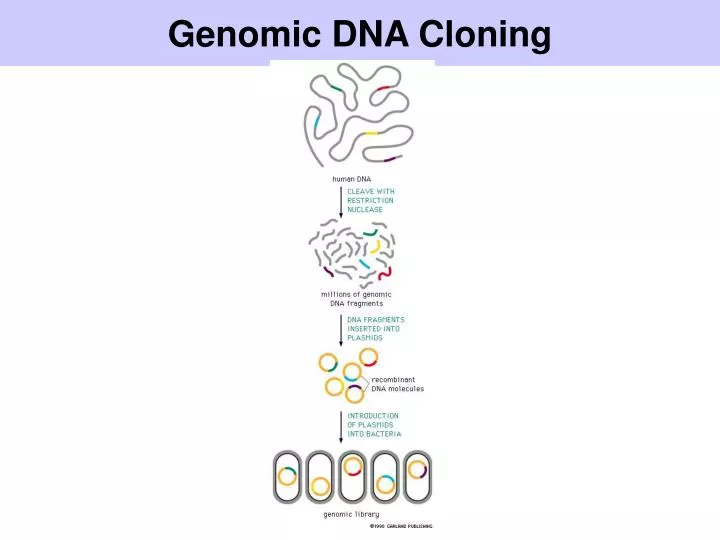 genomic dna cloning