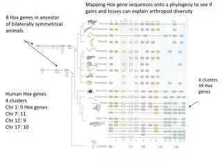 Human Hox genes 4 clusters Chr 1: 9 Hox genes Chr 7: 11 Chr 12: 9 Chr 17: 10