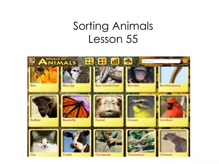sorting animals lesson 55