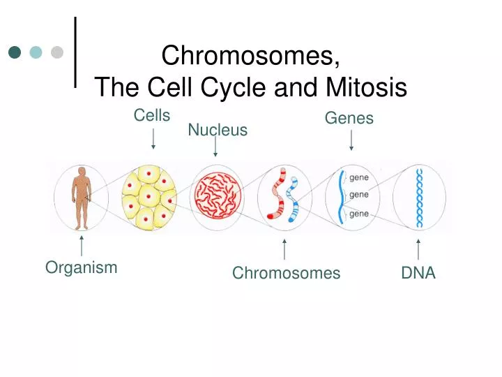 chromosomes the cell cycle and mitosis