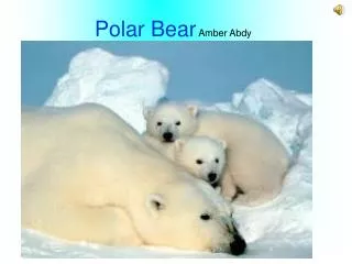 Polar Bear Amber Abdy