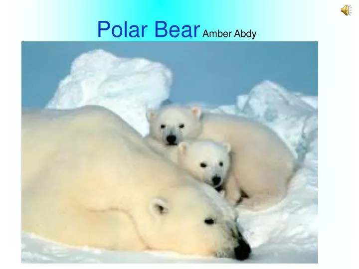 polar bear amber abdy