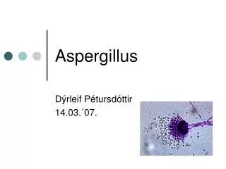 aspergillus