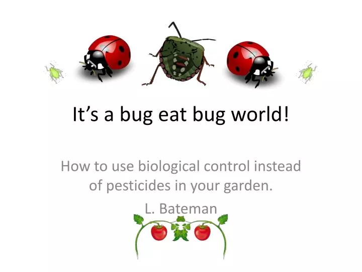 it s a bug eat bug world