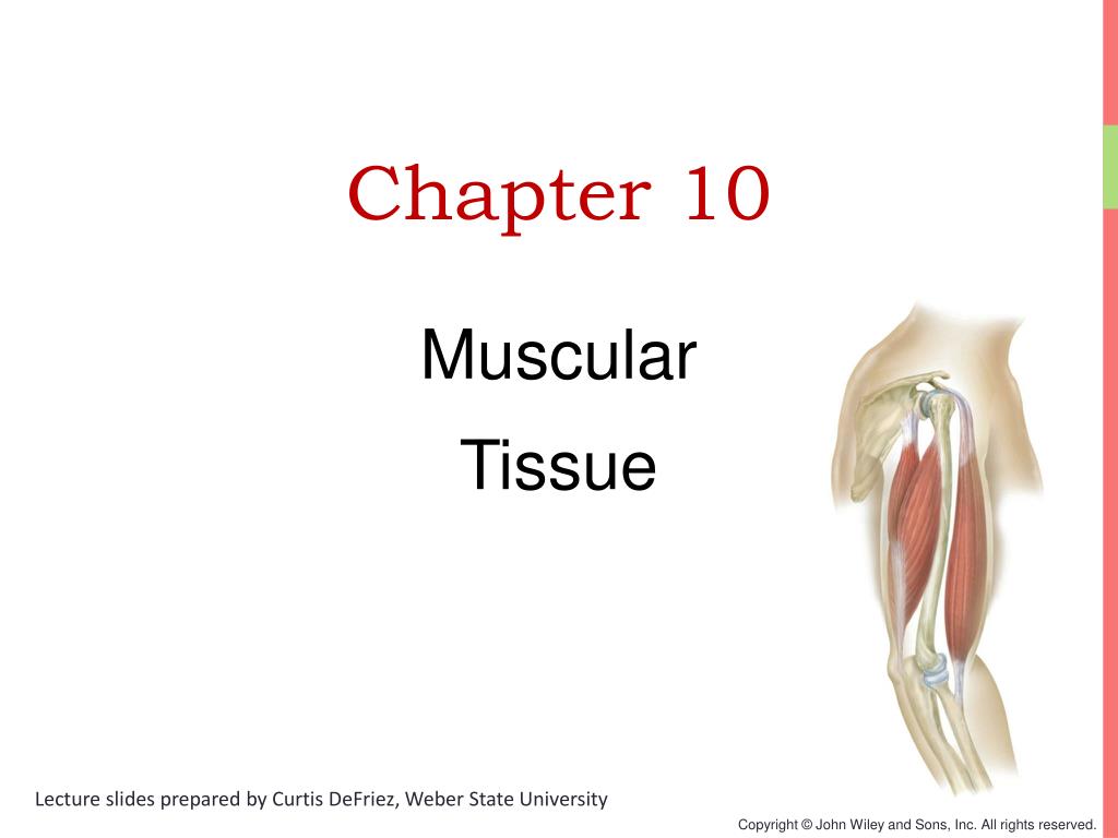 PPT - Chapter 10 Muscular Tissue PowerPoint Presentation, free download ...