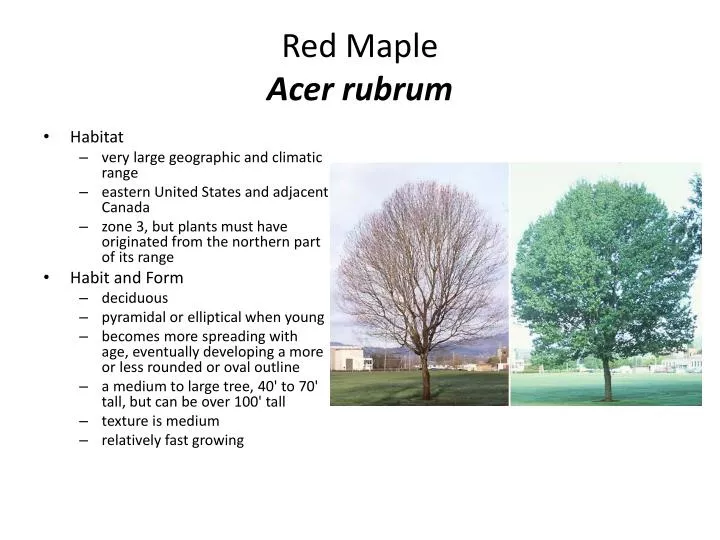 red maple acer rubrum