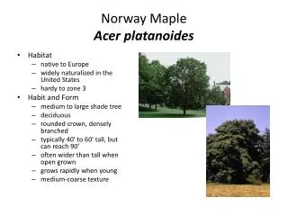 Norway Maple Acer platanoides