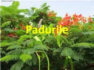 padurile
