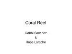 Coral Reef