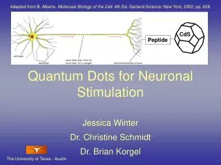 Quantum Dots for Neuronal Stimulation