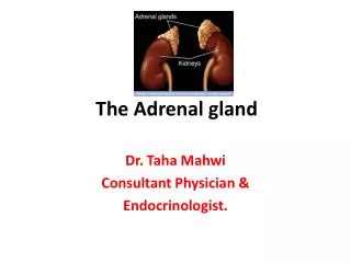 The Adrenal gland
