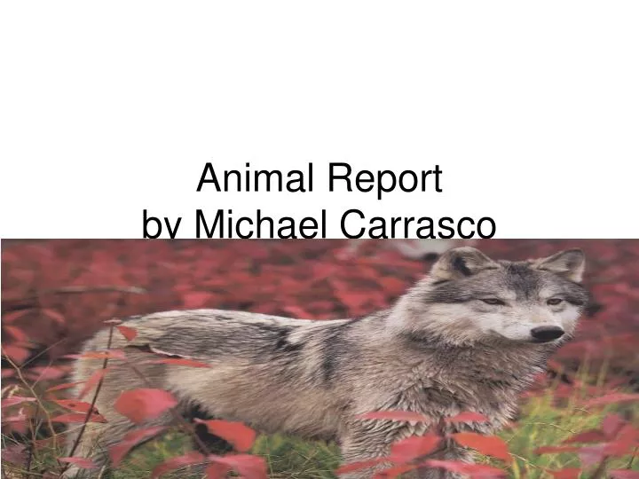 animal report by michael carrasco