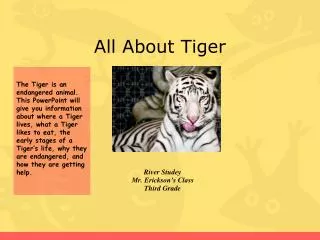 All About Tiger