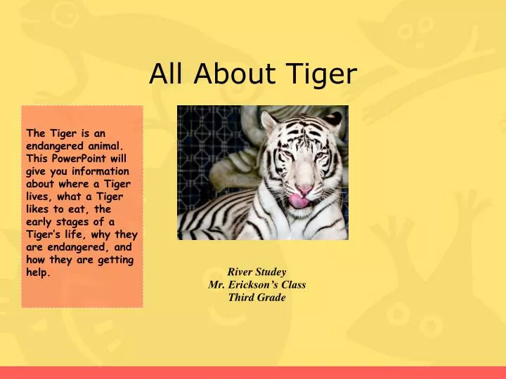 all about tiger