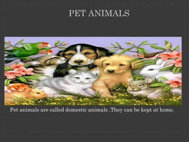 pet animals