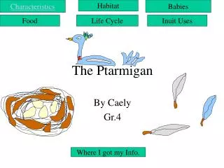 The Ptarmigan