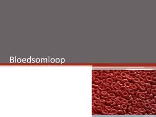 bloedsomloop